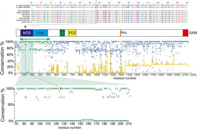 Case Report: Lennox–Gastaut Epileptic Encephalopathy Responsive to Cannabidiol Treatment Associated With a Novel de novo Mosaic SHANK1 Variant